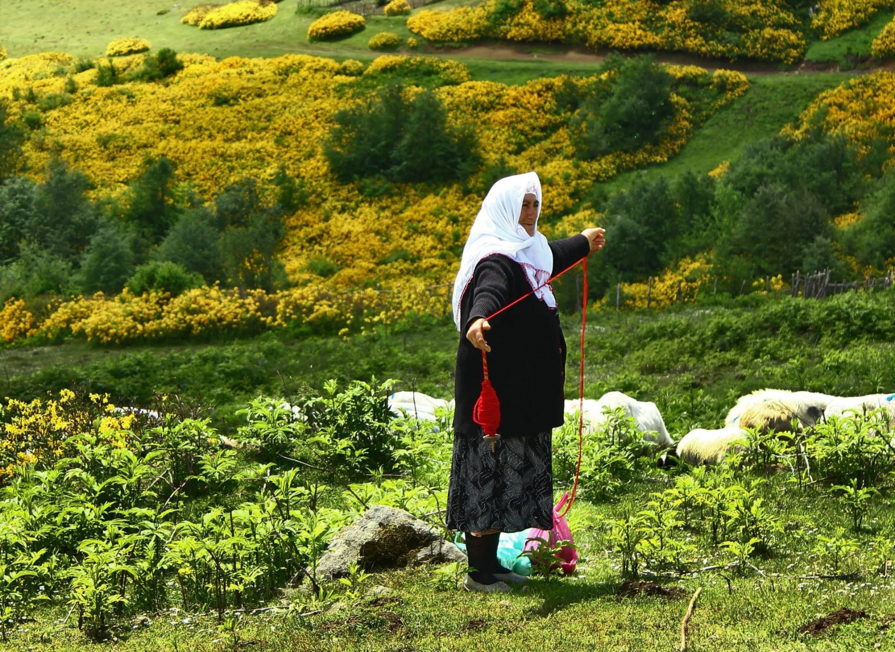 Aybastı Kızılot Yaylası